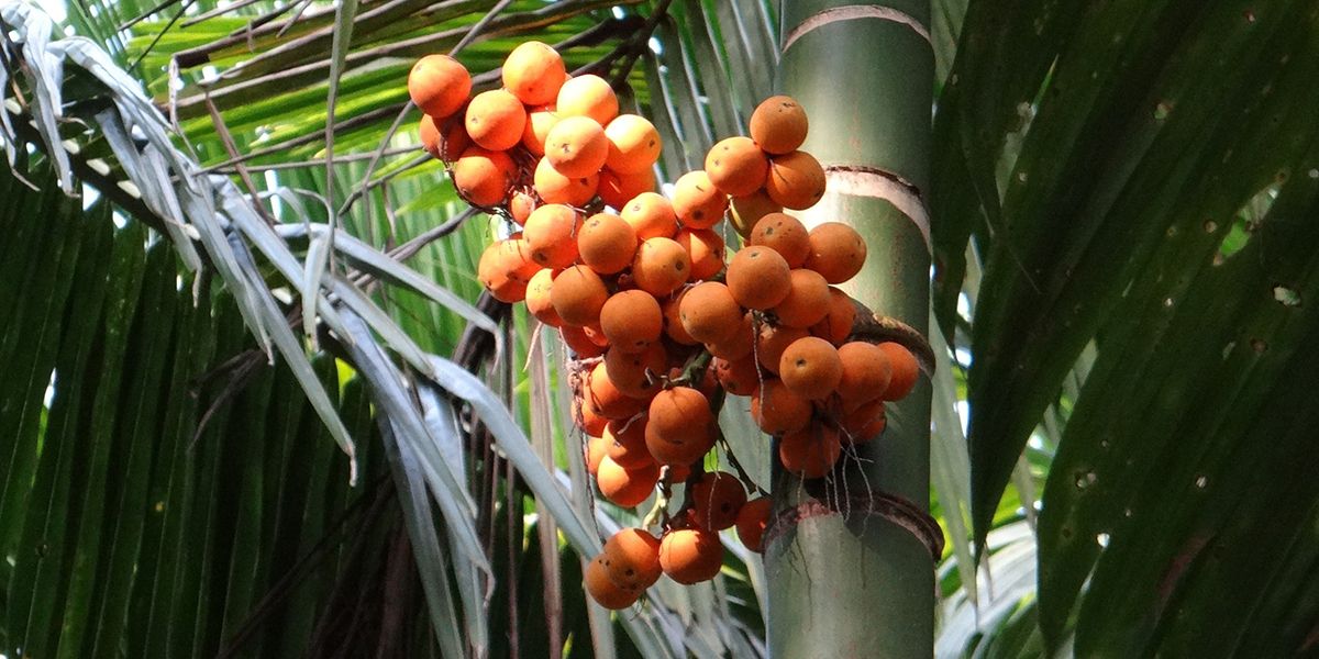 Une découverte fascinante : l'aréquier (Areca catechu)