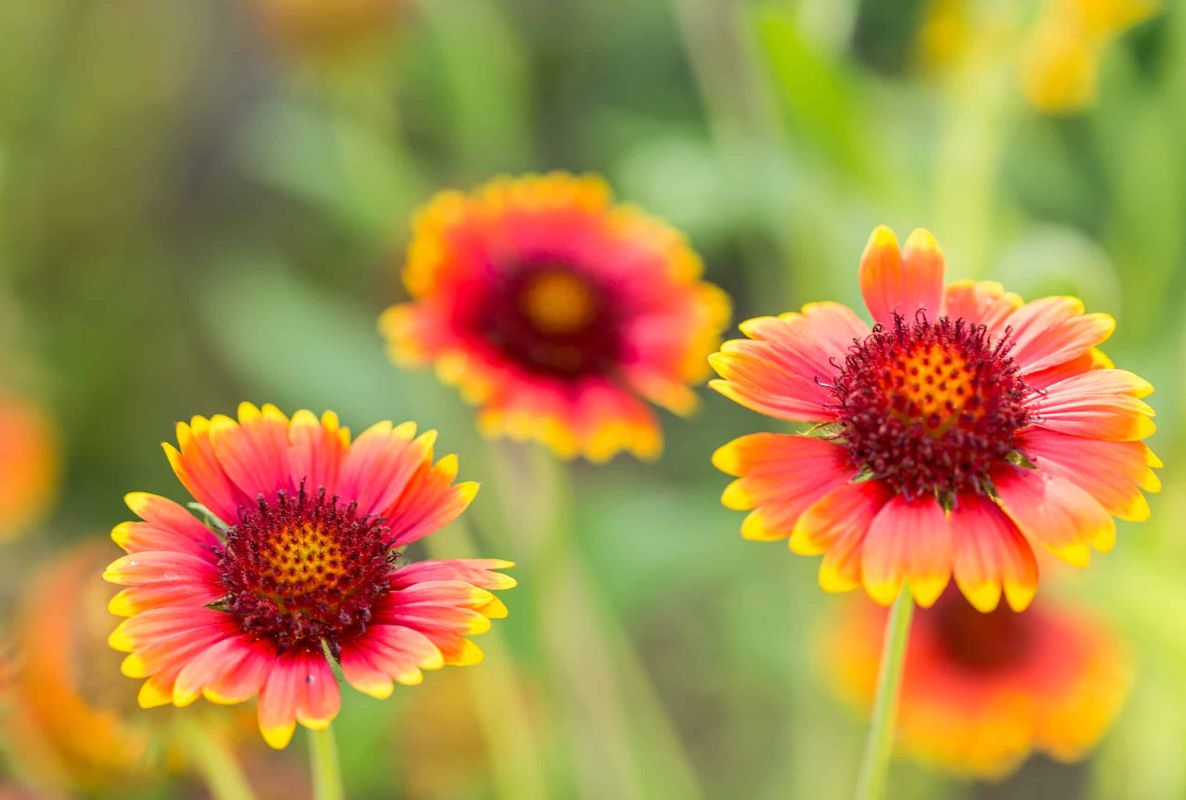 Quatre fleurs à ne pas manquer pour un jardin vibrant en juillet