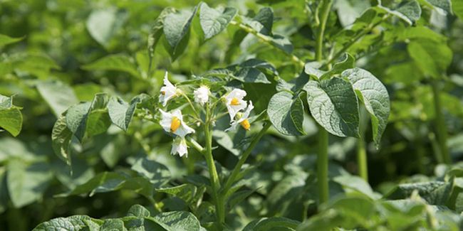 Les familles botaniques du potager