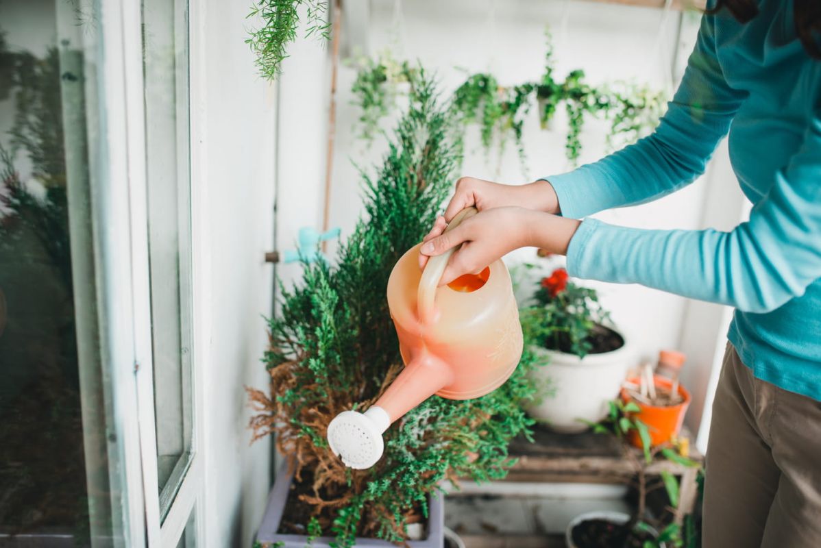 10 plantes pour un balcon à l'ombre
