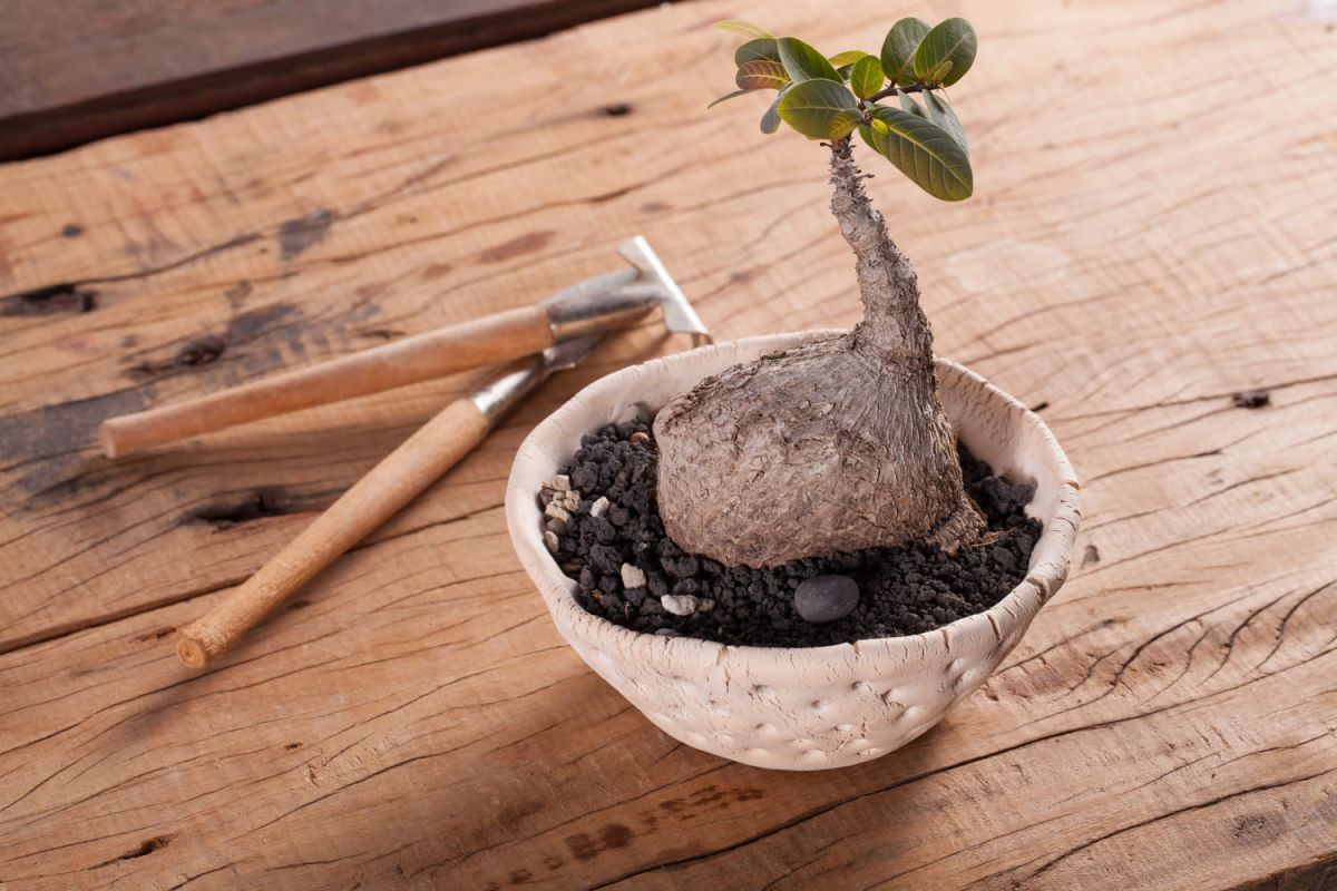 Découverte des plantes à caudex : beauté et entretien