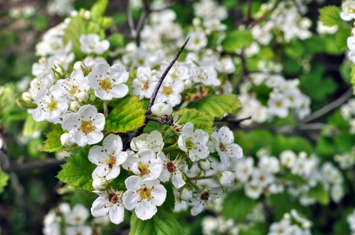 Aubépin : plantation, taille, récolte