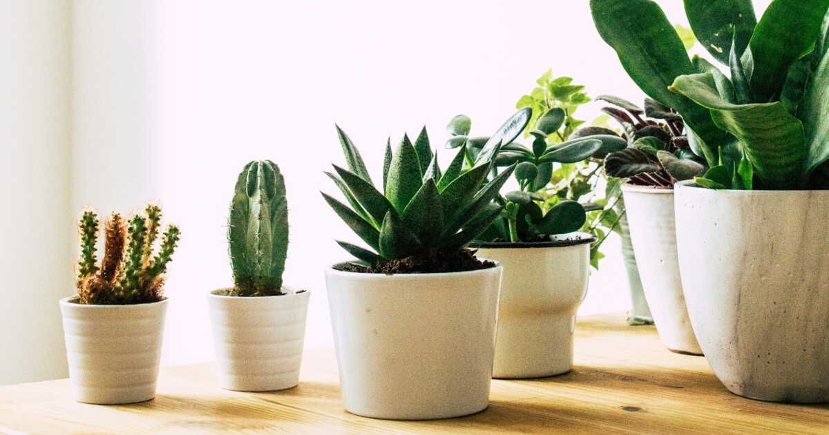Domptez votre espace vert avec ces plantes indestructibles