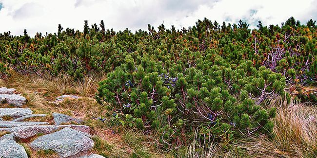 Pin mugo (Pinus mugo) ou pin de montagne