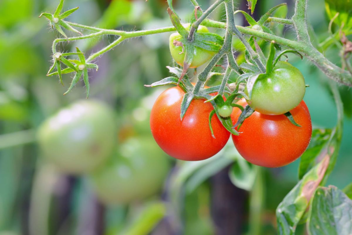 Un engrais 100 % naturel pour des tomates savoureuses
