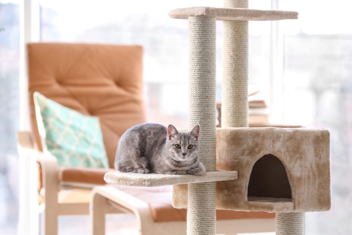 L'arbre à chat parfait : guide des modèles adaptés à tous les budgets