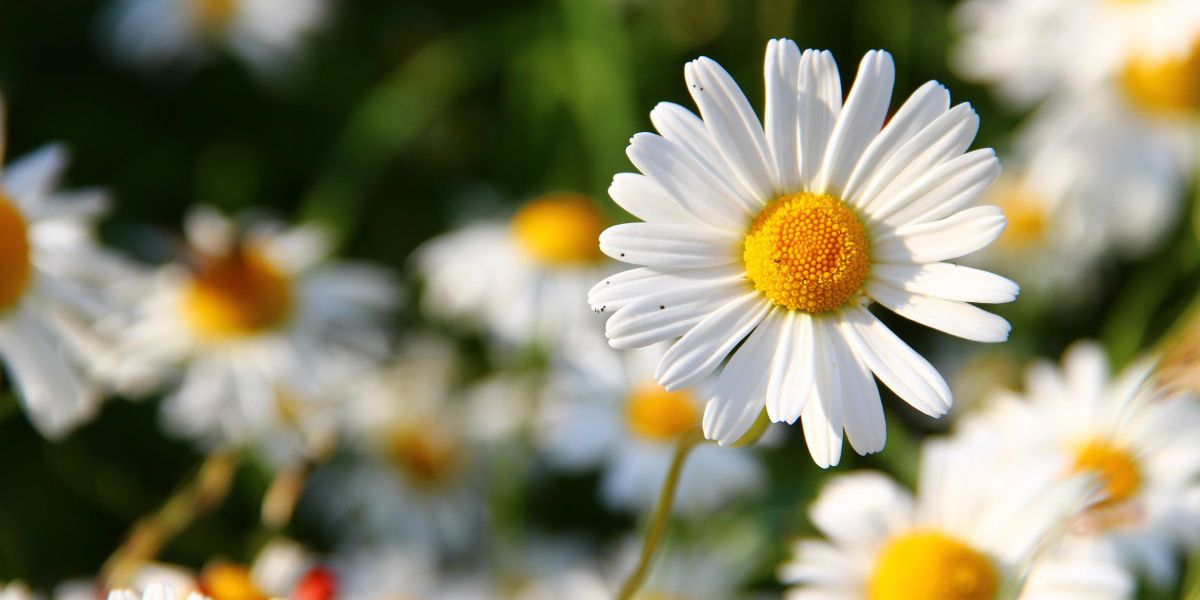 Marguerite commune ou marguerite des prés (Leucanthemum vulgare)