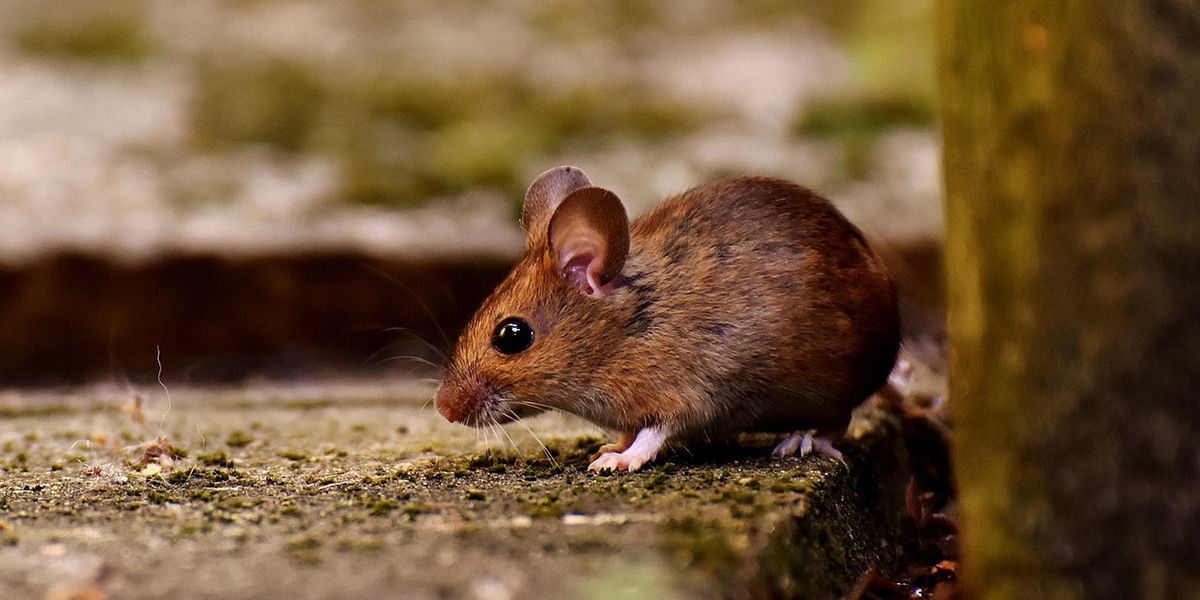 8 astuces naturelles pour dire adieu aux souris