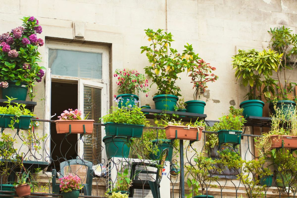 des plantes mi-ombre idéales pour embellir votre balcon