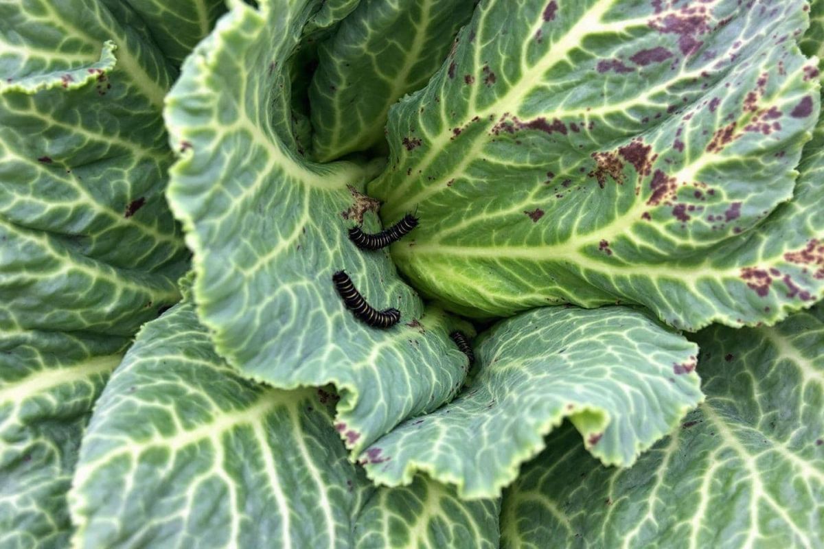 un répulsif naturel pour choux : la solution anti-insectes qui change tout