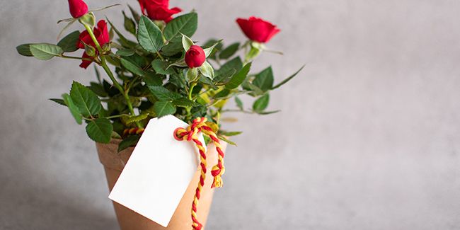 Rosier nain en pot : comment le mettre au jardin sans souci ?