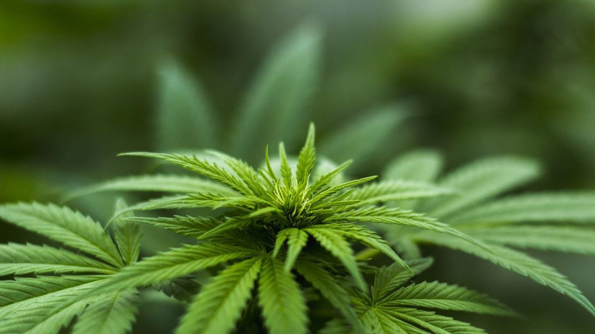 Un sexagénaire appréhendé pour une importante culture de cannabis à Thouars