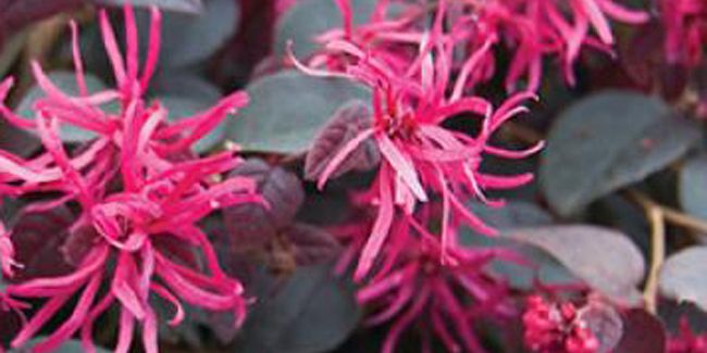 À la découverte du loropétale de Chine (Loropetalum chinense)