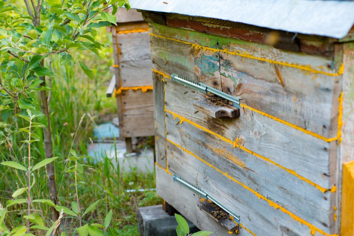 Ruche dans son jardin : ce qu'il faut savoir