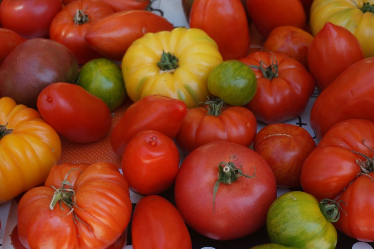 La canicule fait flamber le prix des tomates : des consommateurs inquiets