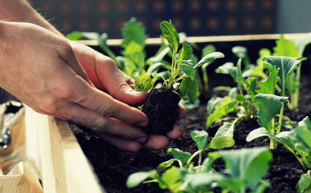 4 légumes incontournables à semer en septembre pour un automne savoureux