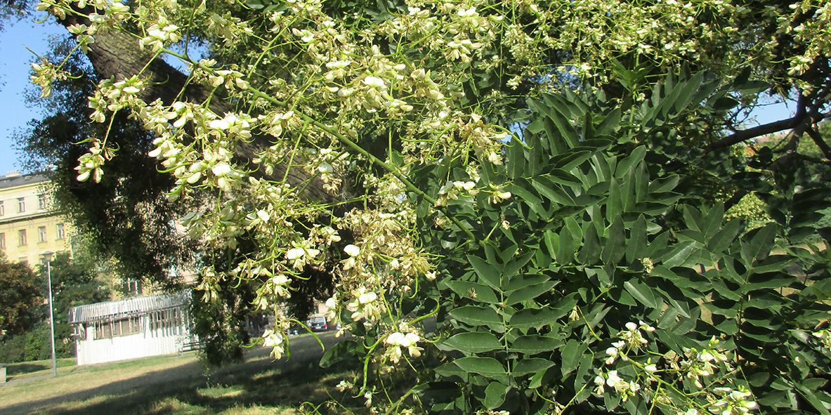 À la découverte du sophora du Japon, l'arbre aux pagodes