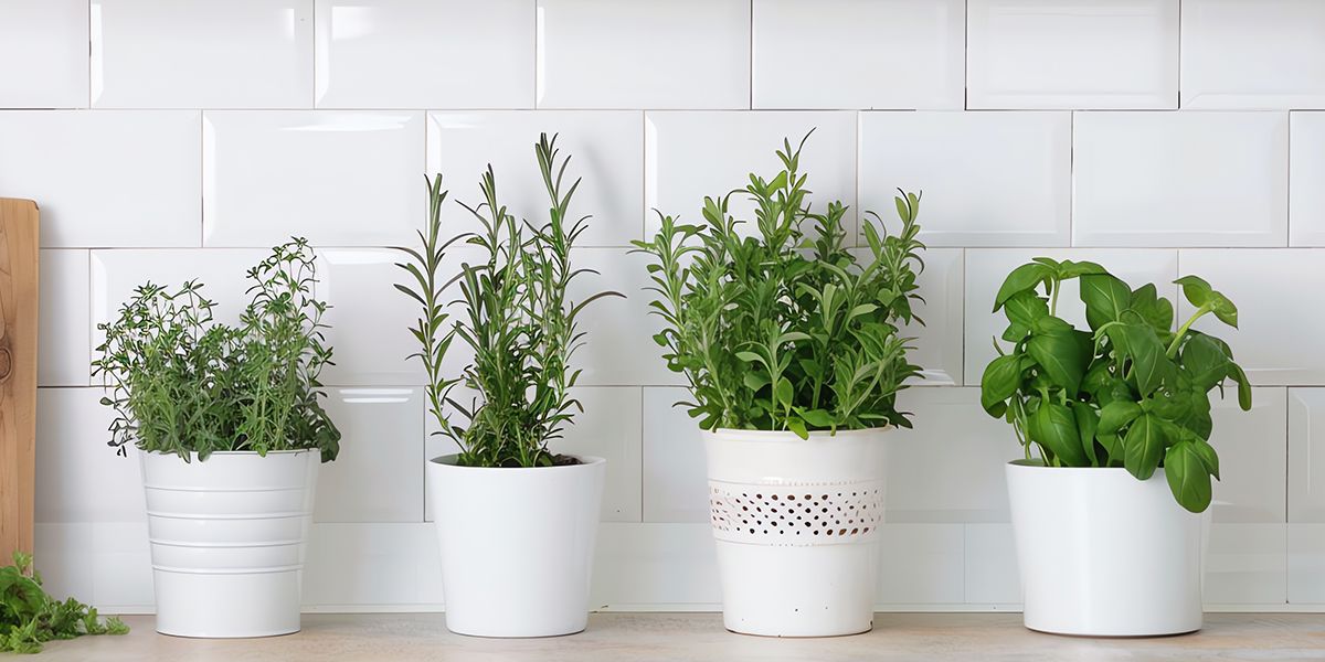 Cultiver des fines herbes en intérieur : un potager sur l'évier toute l'année