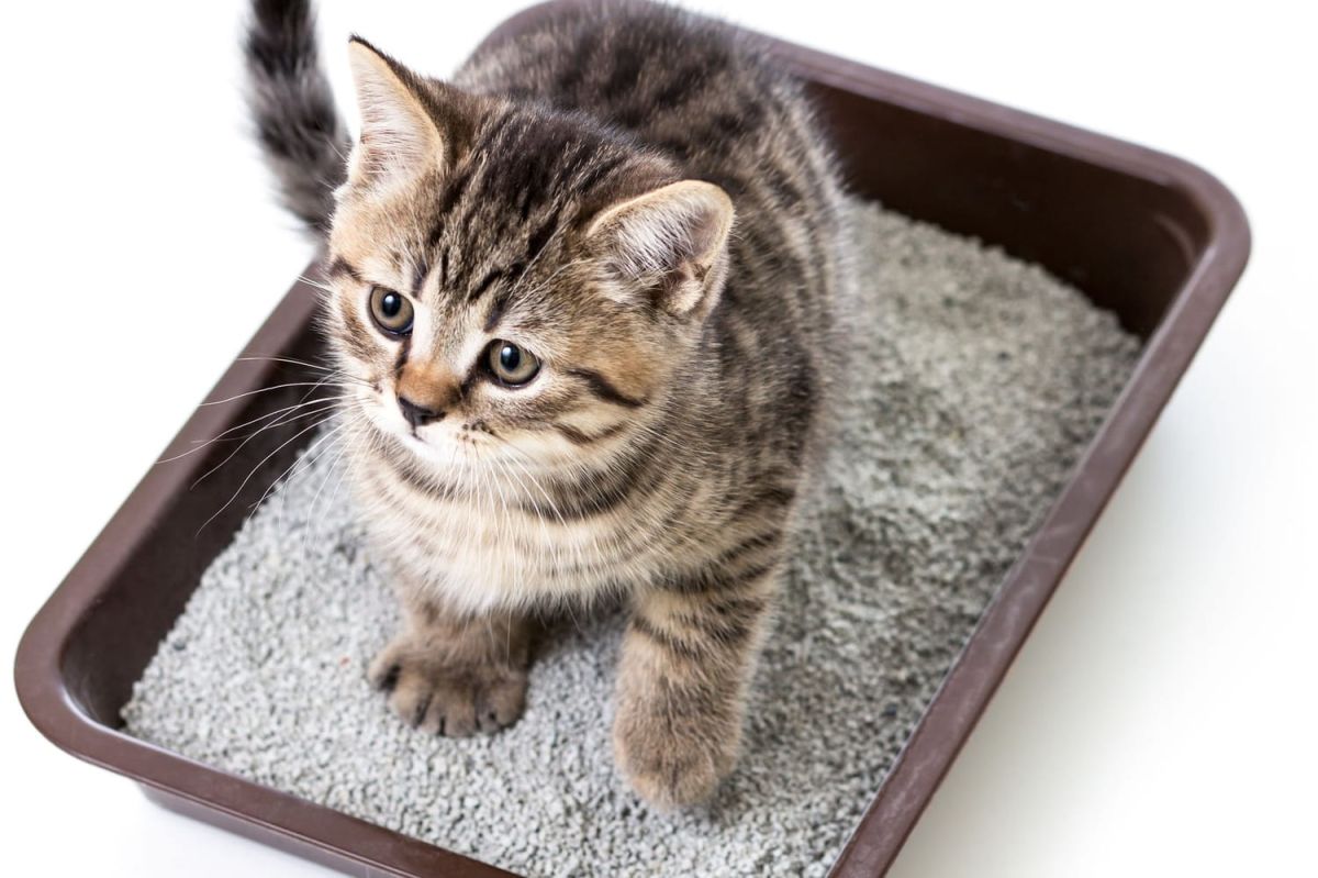 Choisir la litière idéale pour votre chat : notre guide complet