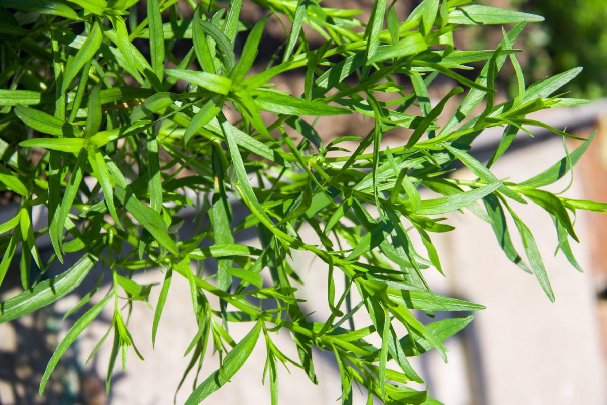 Cultiver l'estragon : guide de plantation et d'entretien