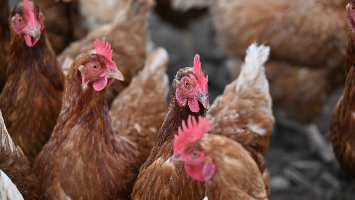 4 000 poules sauvées : une opération de secours à Bagnols-sur-Cèze