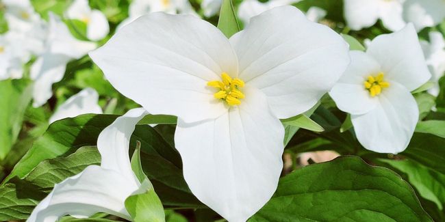 Trille à grande fleur (Trillium grandiflorum) : Un trésor des sous-bois