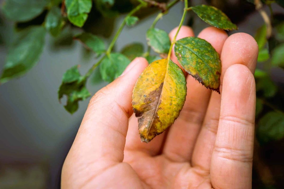 Janvier, le mois crucial pour vos plantes : conseils essentiels pour les préserver