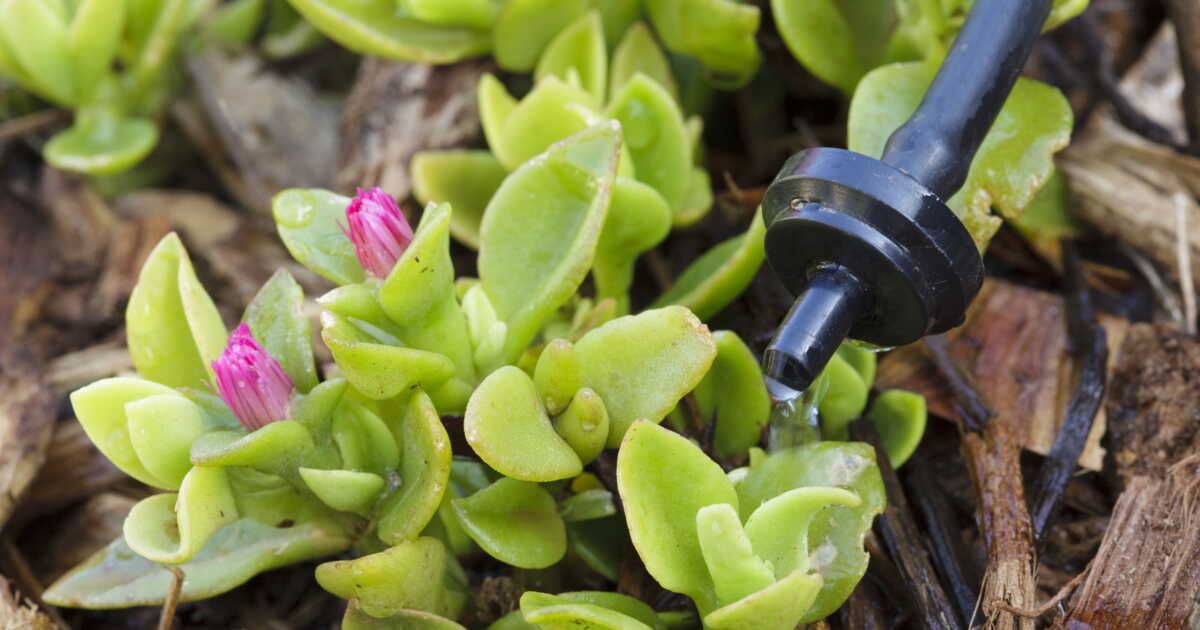 Bien choisir son système d’arrosage goutte-à-goutte