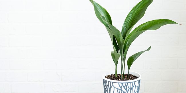L’aspidistra, la plante d'intérieur oubliée mais très résistante