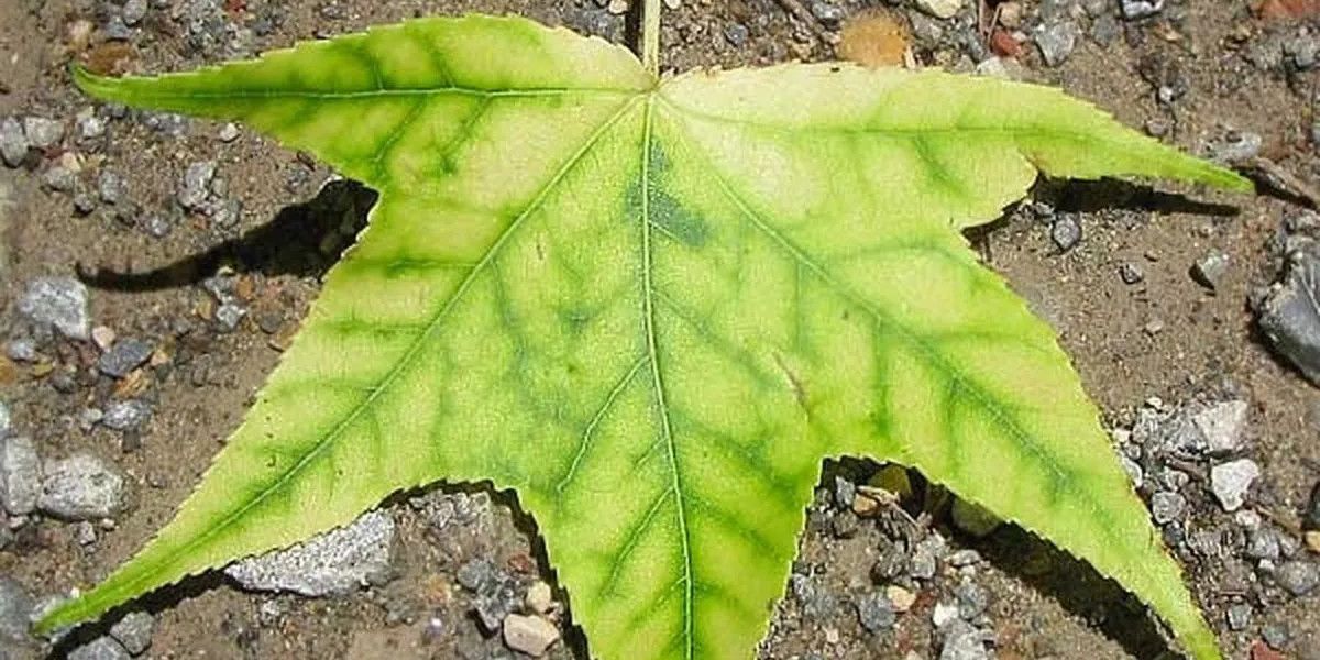 La chlorose ferrique : identifier, lutter et soigner biologiquement