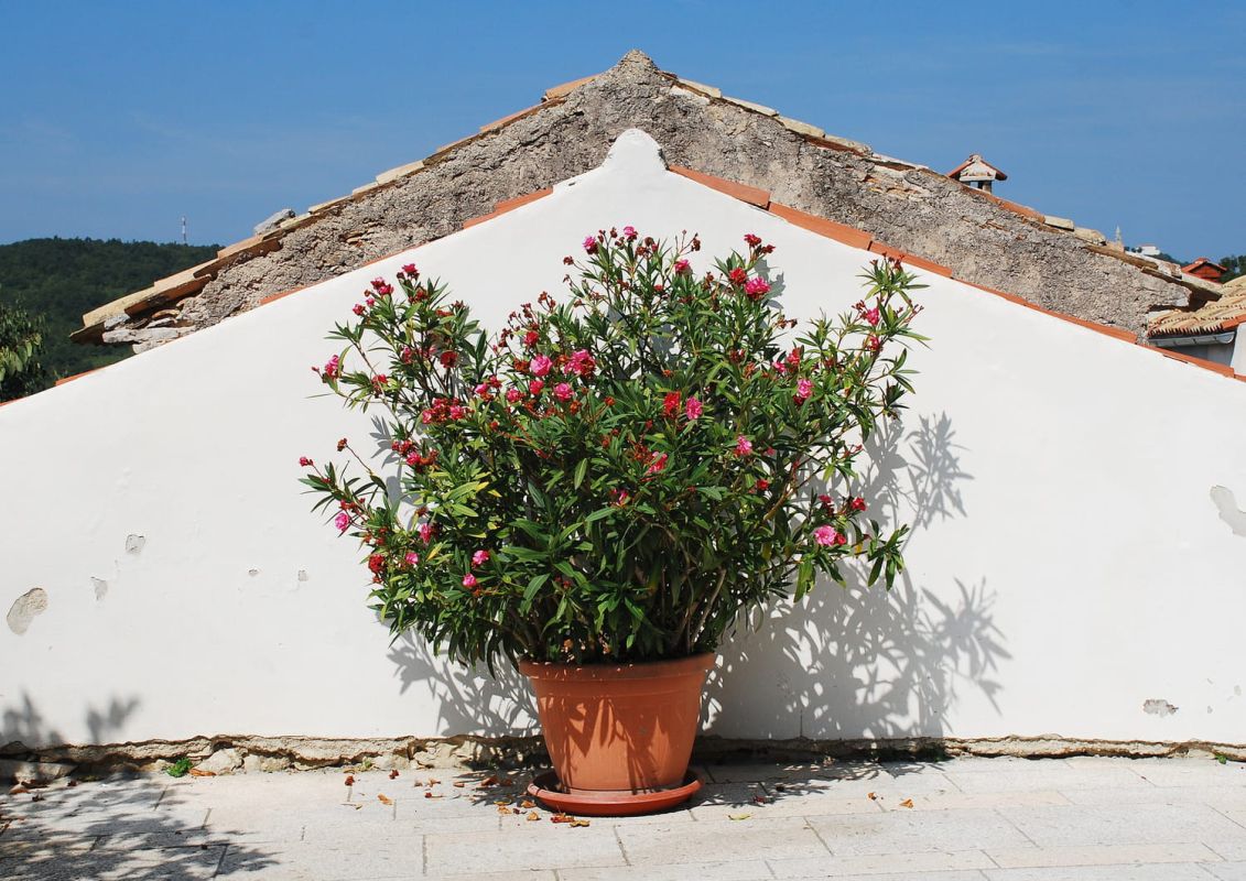 Le laurier-rose en pot : guide complet pour profiter de sa beauté