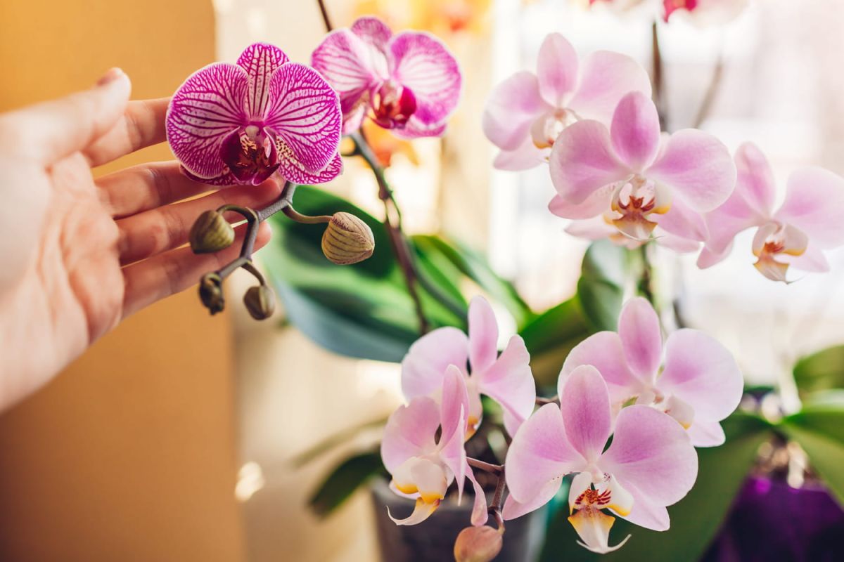 le rempotage des orchidées : la clé pour une floraison éclatante