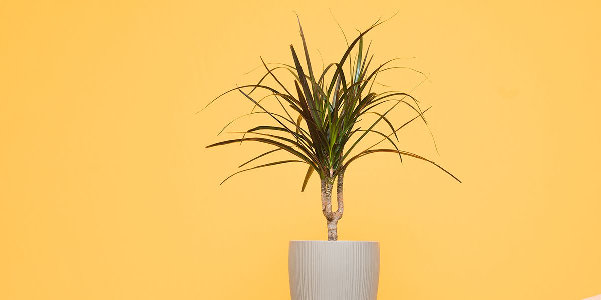 Dracaena (Dracaena marginata), plante d'intérieur dépolluante