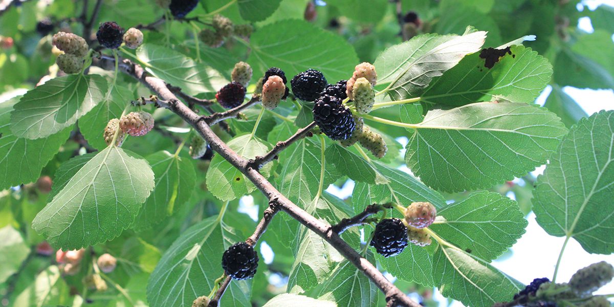 Découvrez le mûrier noir, un trésor fruitier et décoratif
