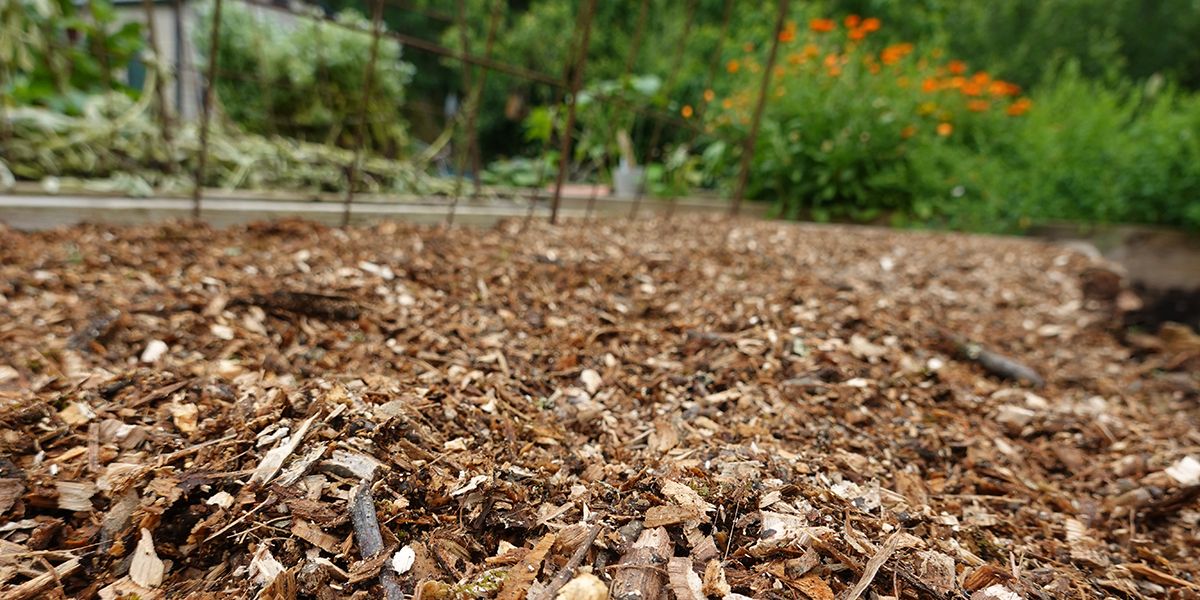 Préservez votre potager : l'importance du paillage et des engrais verts après la saison