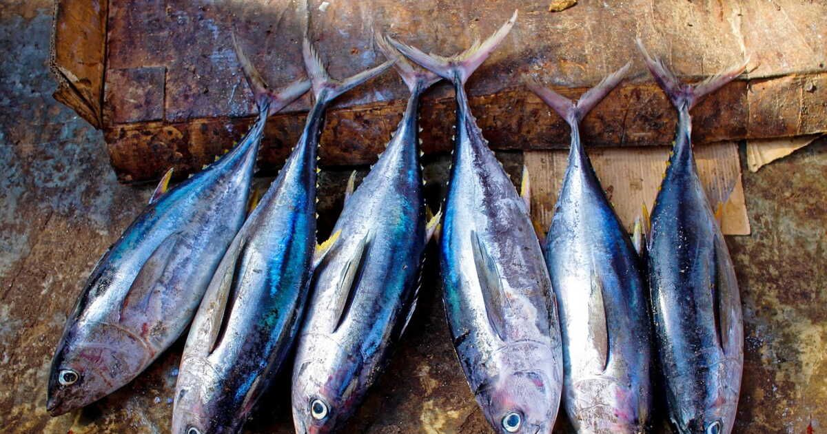 Le thon : un délice de la mer sous toutes ses formes