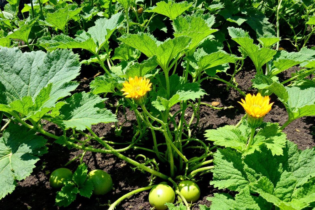 Boostez vos melons en juin : la technique secrète pour une récolte abondante