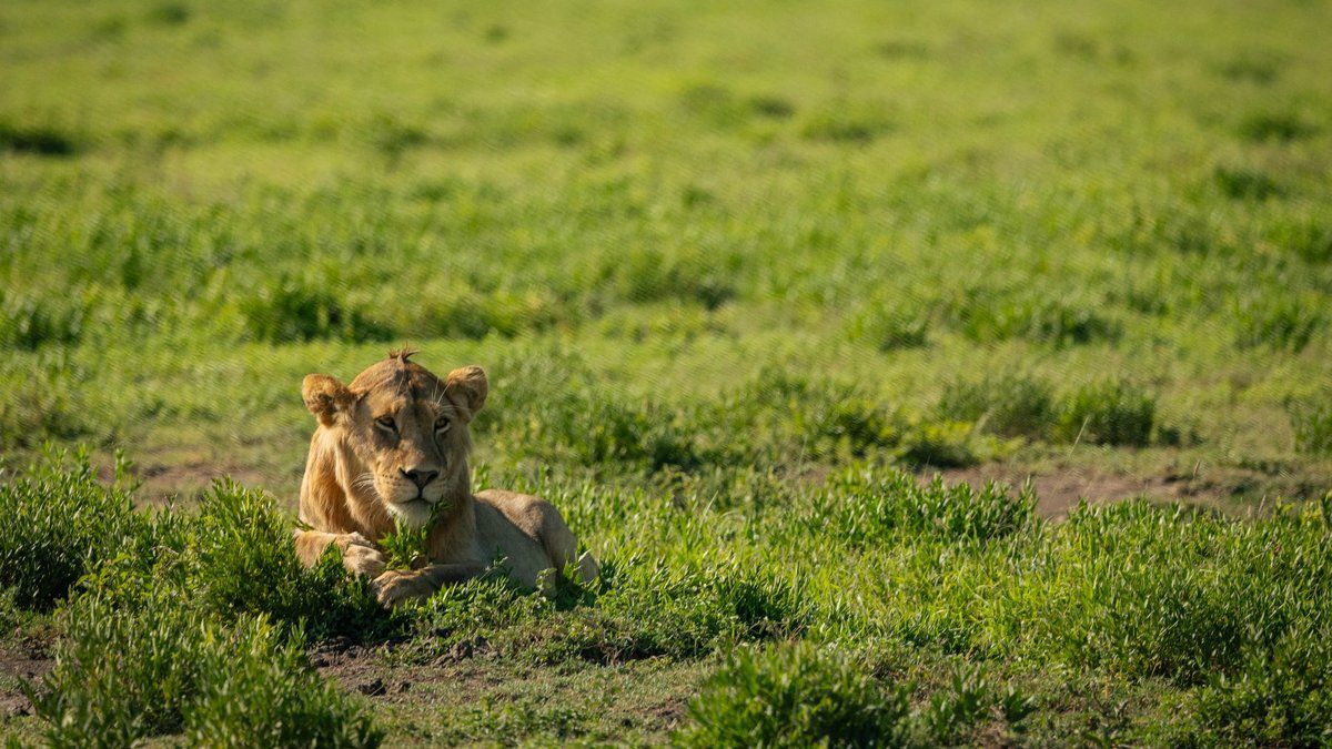 Un berger indien échappe à une lionne grâce à un geste inattendu