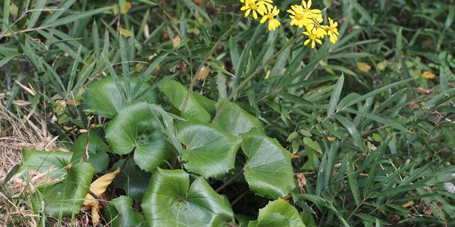 découvrez la plante panthère, une beauté du jardin à feuillage décoratif