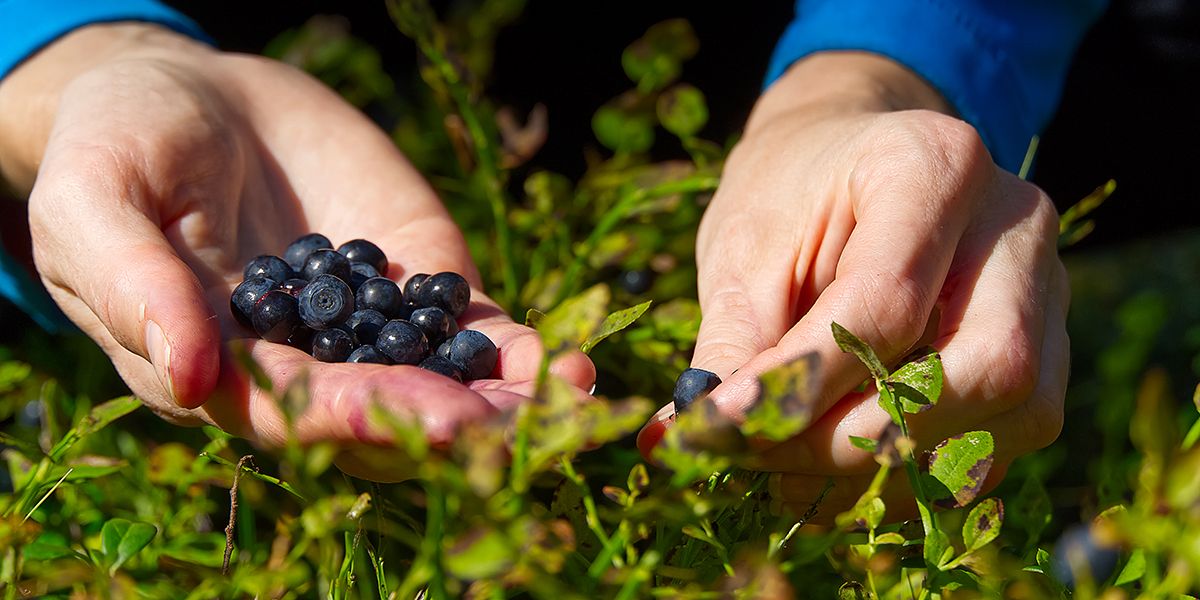 Cueillir des myrtilles en montagne : tout ce qu'il faut savoir