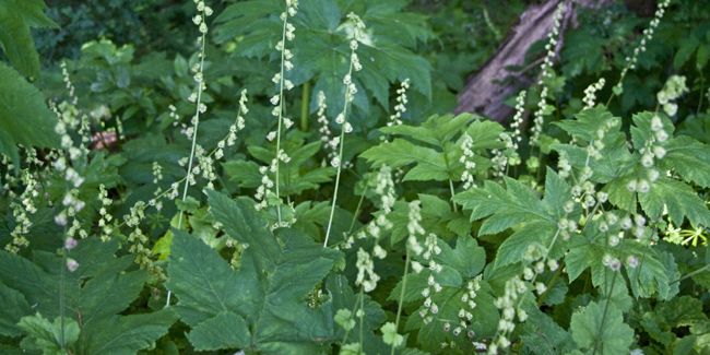 Tellime (Tellima grandiflora), la belle des sous-bois