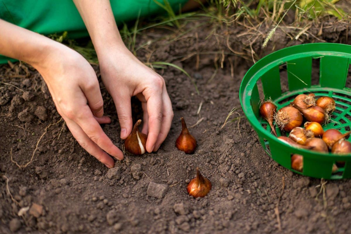 préparez votre jardin pour un automne magique : les bulbes à planter dès maintenant