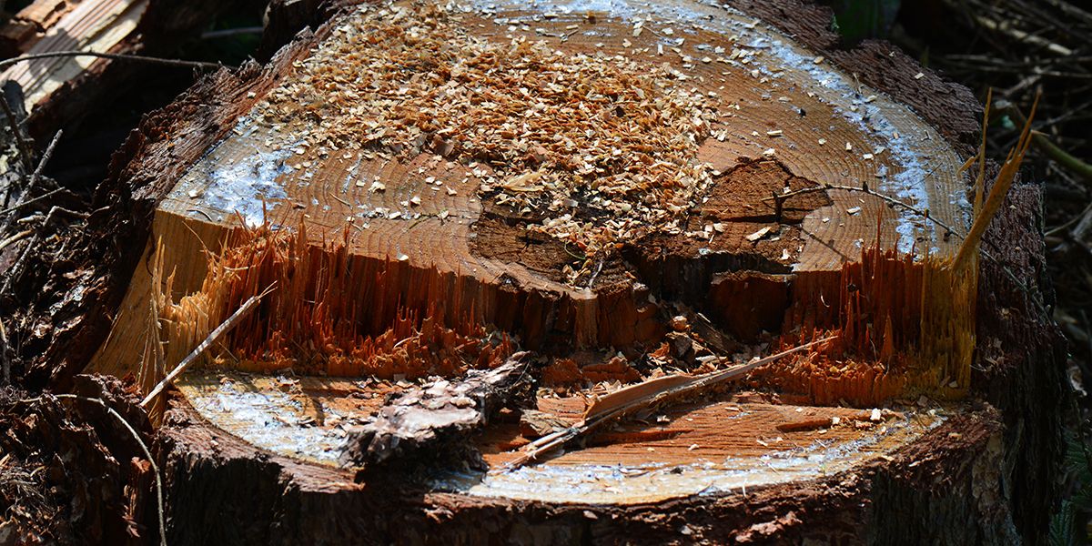 Dessoucher un arbre : 3 méthodes infaillibles