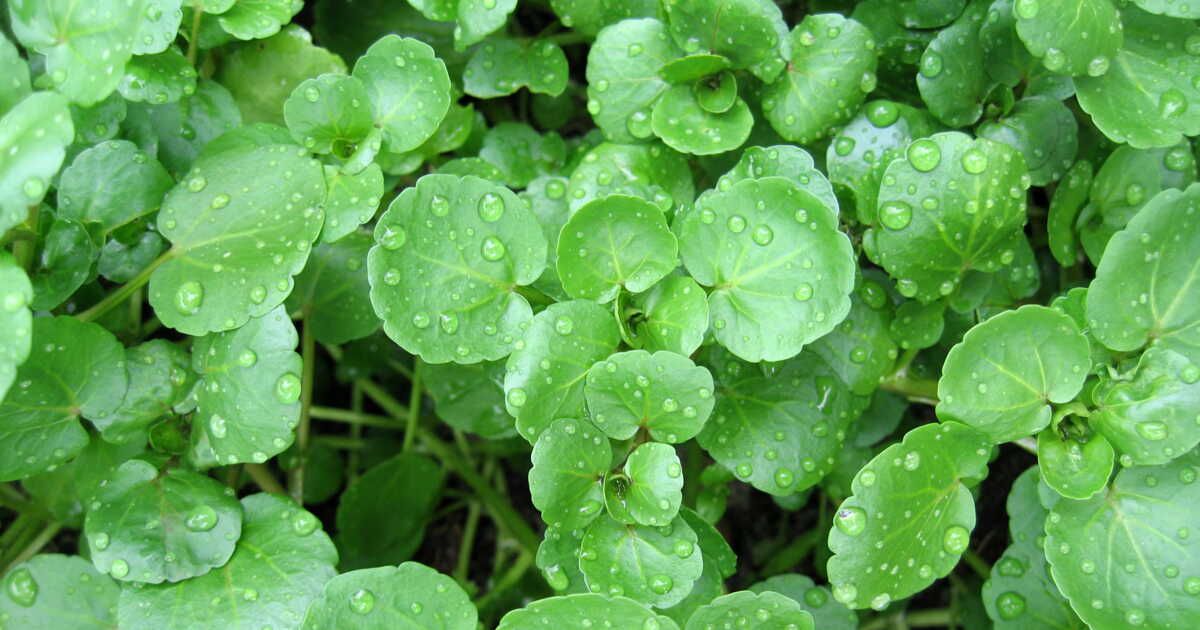 découvrez les légumes d'hiver qui résistent aux températures glaciales