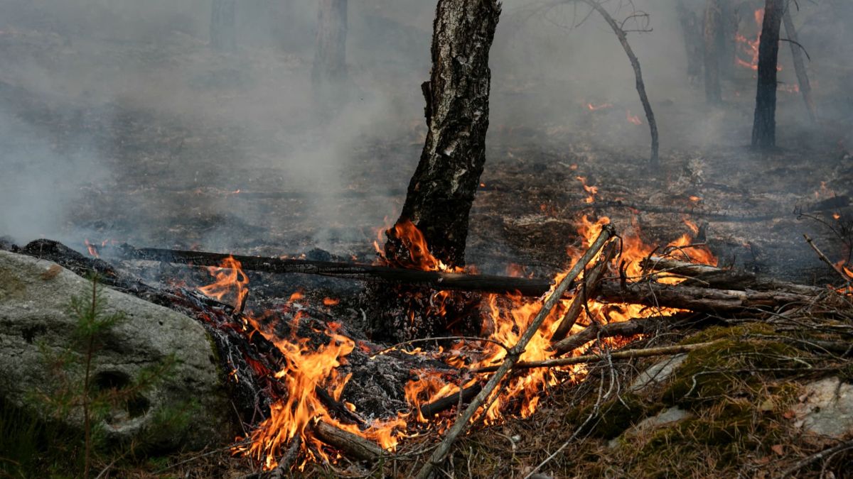 Incendies à Fontainebleau : le témoignage troublant d'un pompier volontaire