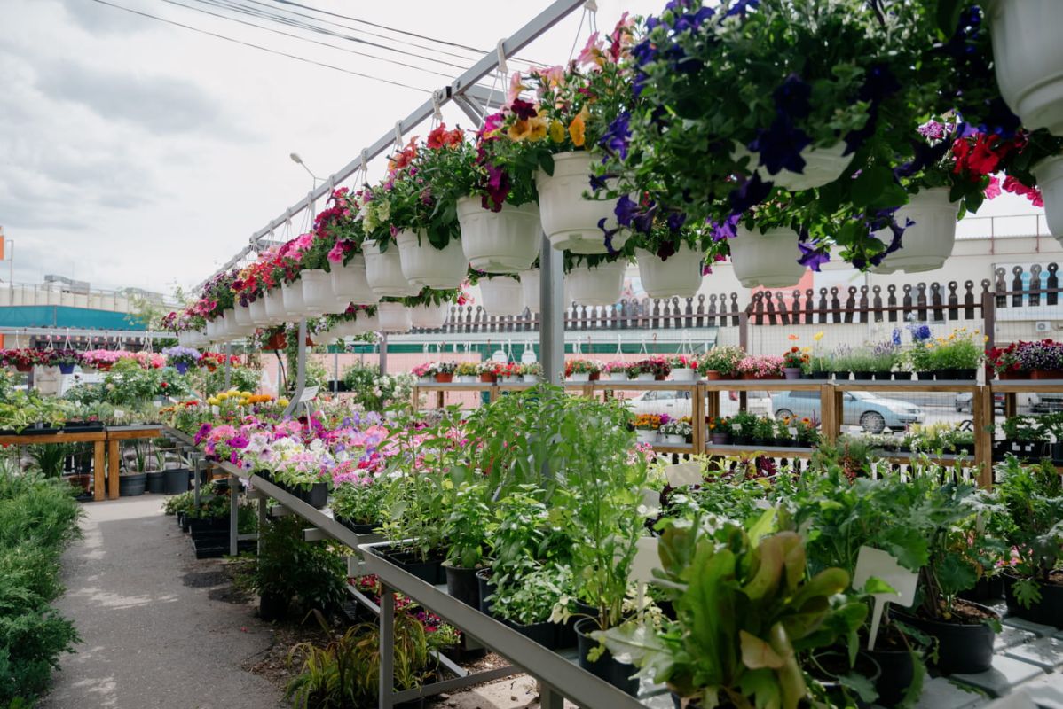 la fleur incontournable pour les jardiniers novices