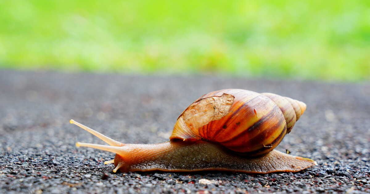 4 astuces pour éloigner les escargots du jardin
